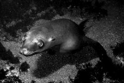 Underwater puppy dog, aka sea lion. Lobster Shack, Corona... by Dallas Poore 